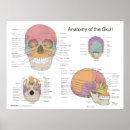 Suche nach menschlicher schädel poster Anatomisch