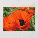 Suche nach papaver postkarten Mohn