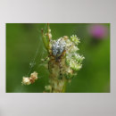 Suche nach weißes kreuz poster Blume