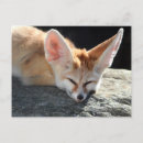 Suche nach fennec fox postkarten Fuchs
