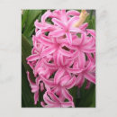 Suche nach hyazinthen postkarten Rosa