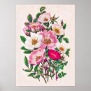 Suche nach wilde rose poster Blume