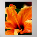 Suche nach hibiskus poster Pflanze