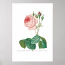 Suche nach rosa centifolia poster Illustration