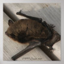 Suche nach fledermaus poster Tiere