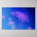 Suche nach quallen poster Marine