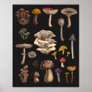 Suche nach mushrooms poster Waldland