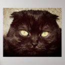 Suche nach munchkin poster Katze