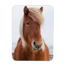 Suche nach isländische magnete Equus caballus