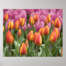 Suche nach keukenhof poster Blüte