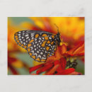 Suche nach schwarze flecken postkarten Schmetterling