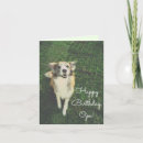 Suche nach alles gute zum hunde geburtstag karten Border collie