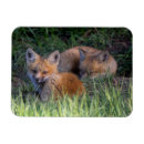 Suche nach cute magnete Cute baby animal