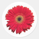 Suche nach roter gerbera aufkleber Blüte