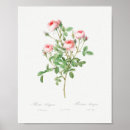 Suche nach rose poster Blume