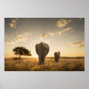 Suche nach moth poster Wild lebende tiere