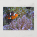 Suche nach seeanemone postkarten Unterwasser