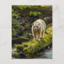 Suche nach spirit bear poster Cathy