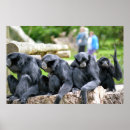 Suche nach gibbon poster Wild
