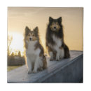 Suche nach schäferhund fliesen Sheltie