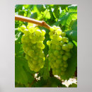 Suche nach grüne trauben poster Früchte