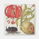 Suche nach zitronen blume magnete Botanisch