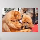 Suche nach tibetaner poster Haustiere