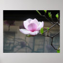 Suche nach magnolia poster Rosa