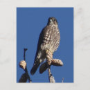 Suche nach merlin postkarten Falken