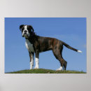 Suche nach pam poster Boxer