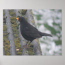 Suche nach amsel poster Vogel