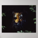 Suche nach sibirischer tiger poster Natur