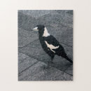 Suche nach magpie Australie