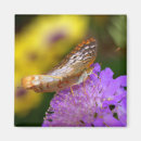 Suche nach makro magnete Schmetterling