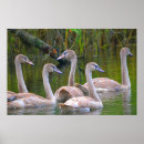 Suche nach swan poster Fluss