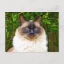 Suche nach ragdoll katzen postkarten Liebe