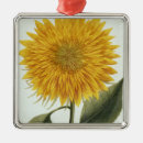 Suche nach chrysanthemen ornamente Botanisch