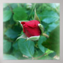 Suche nach rosenknospe poster Rot