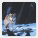 Suche nach canis lupus aufkleber Tierwelt