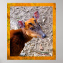Suche nach baby deer poster Fotografie