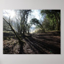 Suche nach waldland poster Bäume