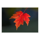 Suche nach acer poster Laub