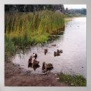 Suche nach sümpfe poster Foto