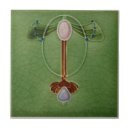 Suche nach nouveau fliesen Viktorianisch