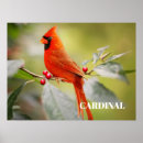 Suche nach roter kardinal poster Tulpen rot