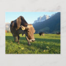 Suche nach tyrol poster Dolomiten