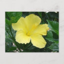 Suche nach gelber hibiskus postkarten Fotografie