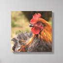 Suche nach huhn leinwandbilder Bauernhof