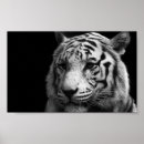 Suche nach weiße tiger poster Große katzen