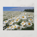 Suche nach hokkaido postkarten Blume